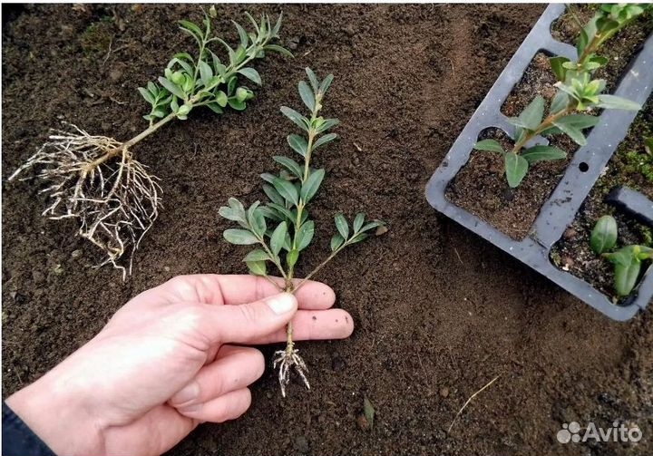 Саженцы самшита (буксуса)