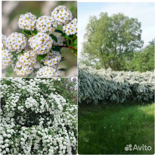 Декоративные кустарники