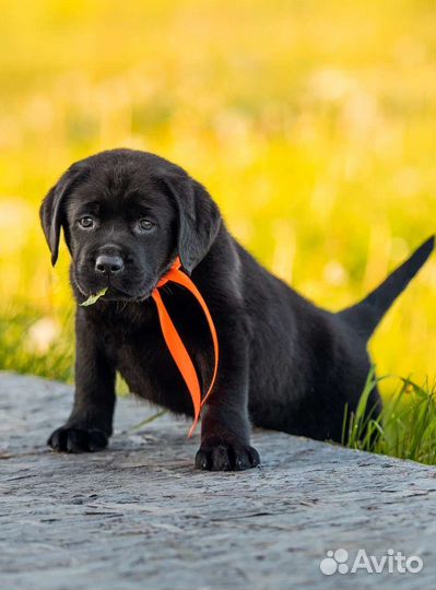 Щенки лабрадора ретривера