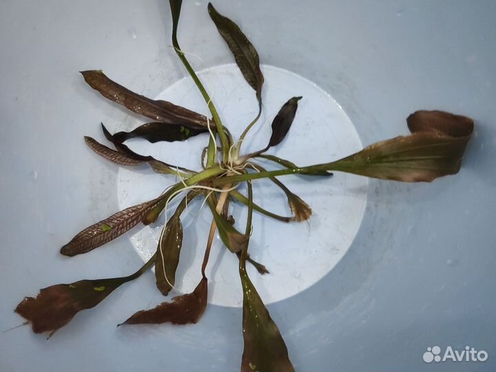 Эхинодорус