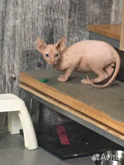 Канадский сфинкс разноглазый мальчик