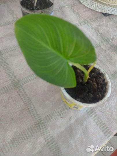 Детка белой каллы