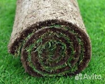 Продажа Рулонного газона