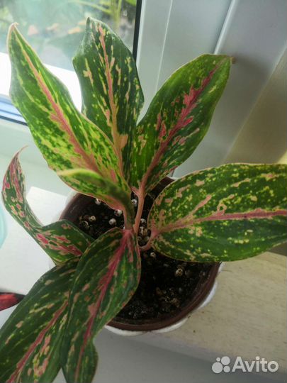 Аглаонема Баттерфляй