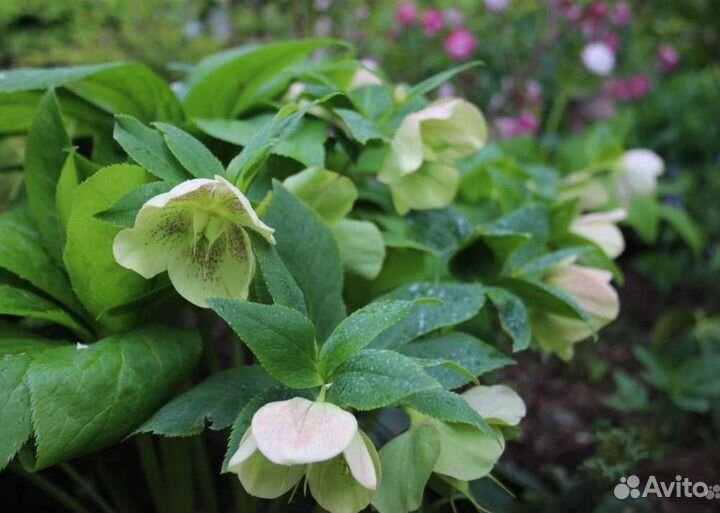 Красота для сада