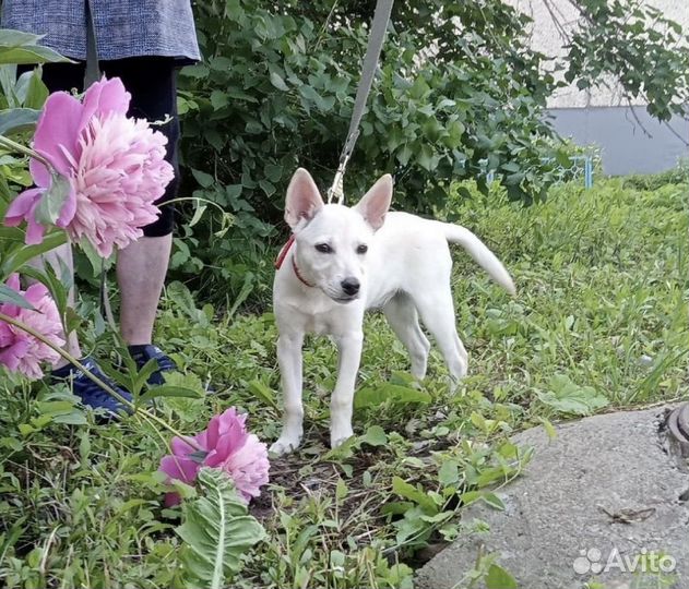 Щенок в ожидании семьи