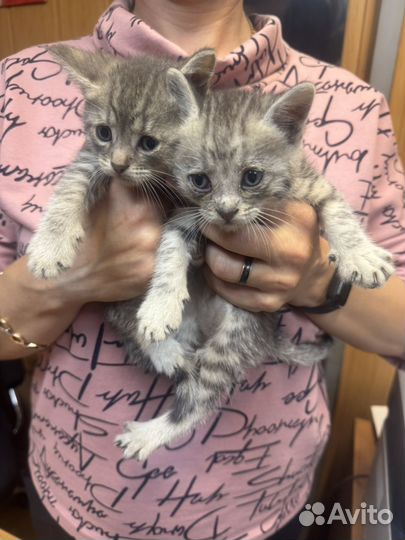 Кошки в добрые руки