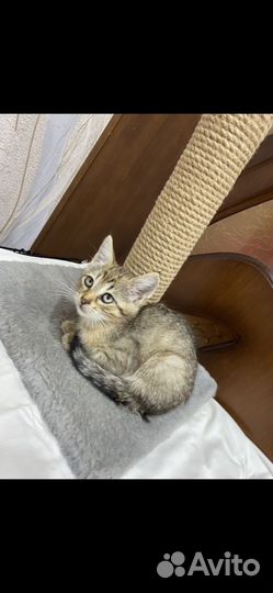 Котенок в добрые руки
