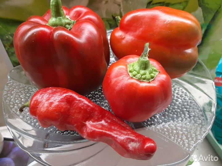 Цветы.Семена.Рассады