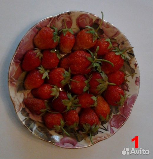 Клубника рассада