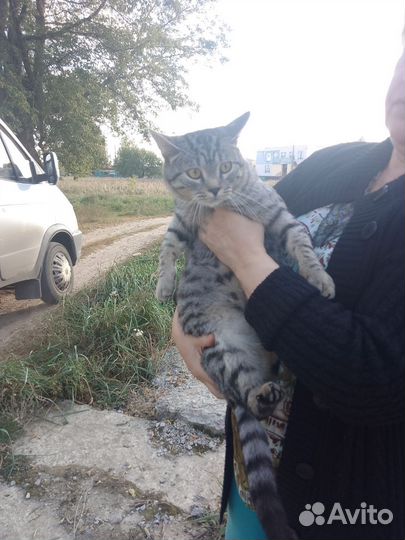 Отдам кота в добрые руки
