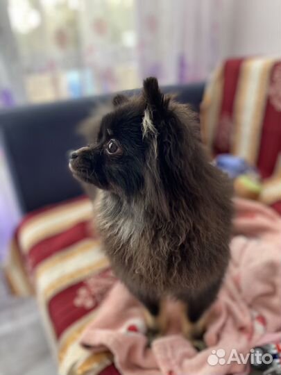 Померанский шпиц