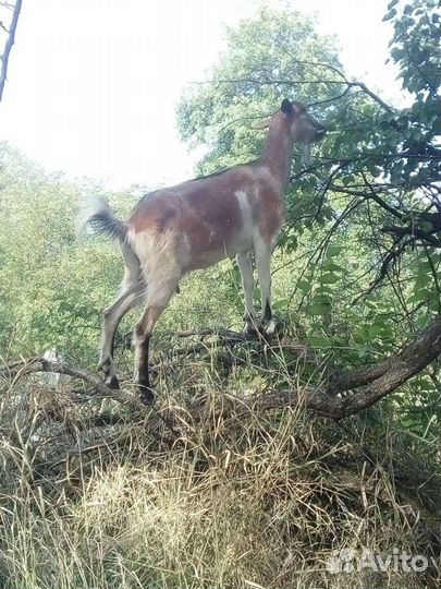 Молоко козье, кефир,творог и сыр оптом и в розницу