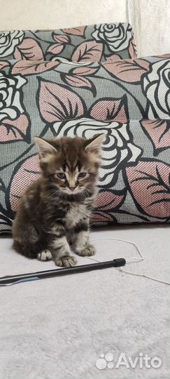 Котята ищут дом