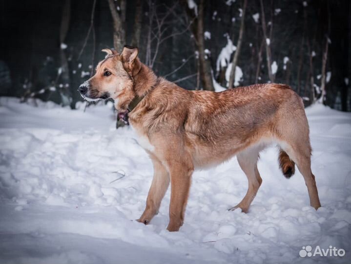 Собака в добрые руки