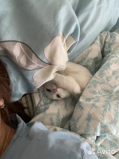 Отдам кошечку в добрые руки