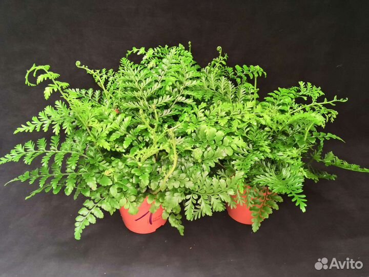 Папоротник асплениум парвати 12/30