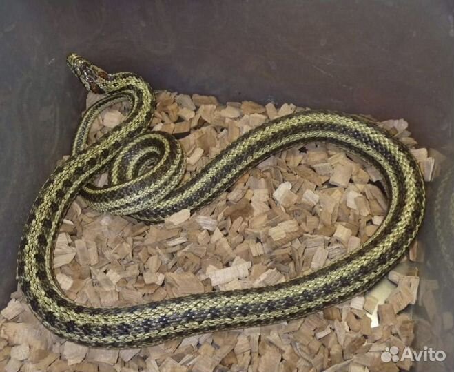 Узорчатый полоз