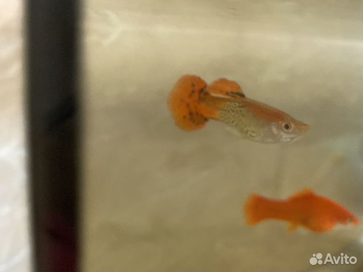 Рыбки гупи