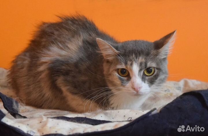 Трехцветка-красотка