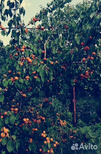 Саженцы абрикос