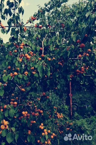 Саженцы абрикос