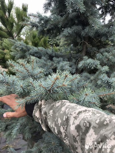 Ель голубая