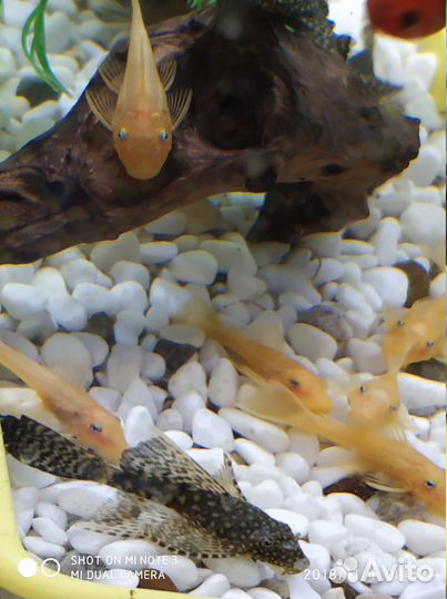 Красивые сомы L144, есть вуальки - Стрекоза