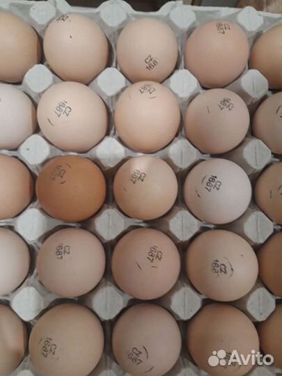 Инкубационное яйцо