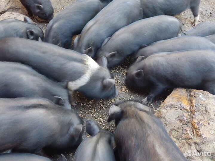 Поросята и свиньи