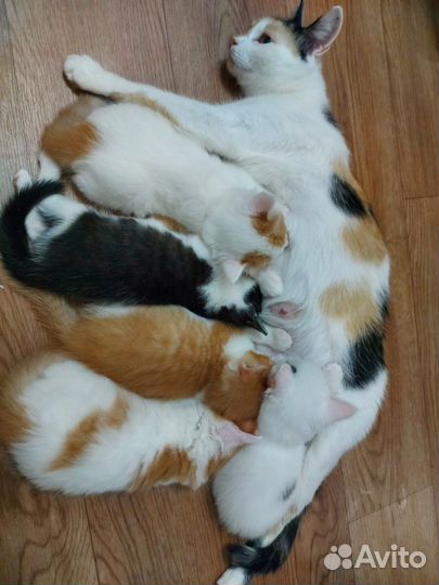 Котята в добрые руки