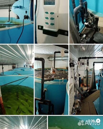 Рыбное хобби