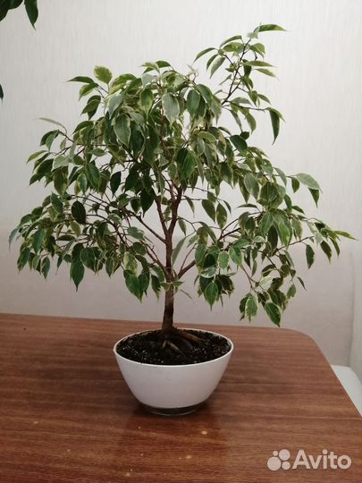 Фикус бенджамина