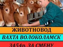 Животновод на ферму Вахта/Волоколамск