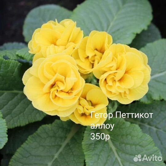 Примулы махровые