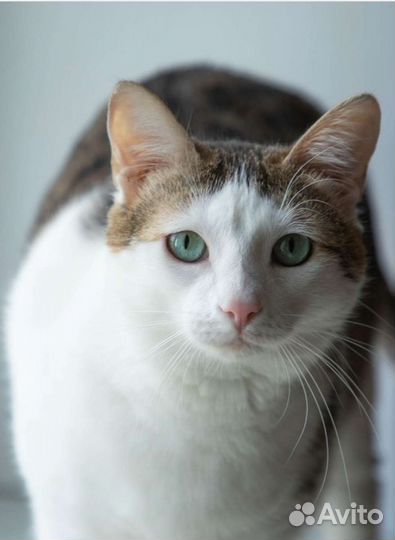 Молодая кошка
