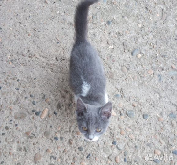 Кошечка в добрые руки