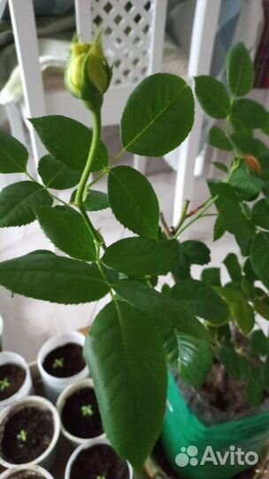 Саженцы цветов