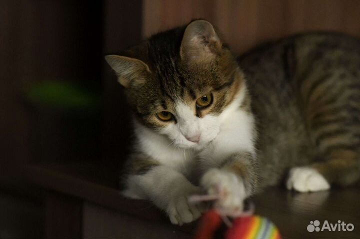 Кошка в дар