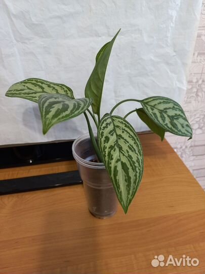 Каллизия Аглаонема Традесканция