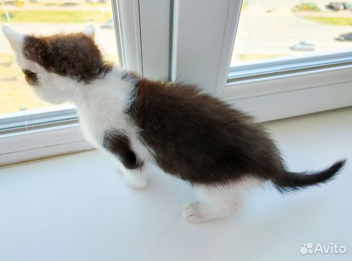 Котёнок Сникерс