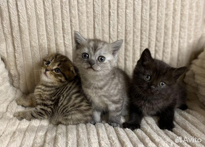 Шотландские котята