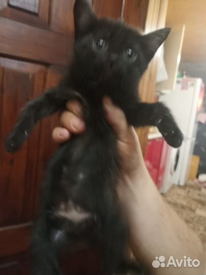 Кошка в дар