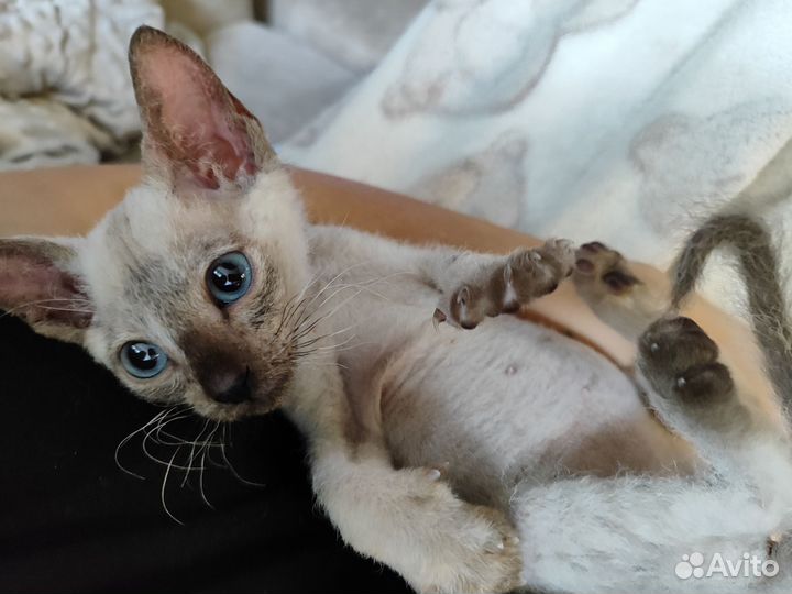 Сфинкс браш