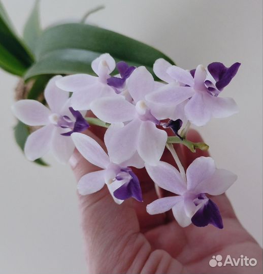 Орхидея 