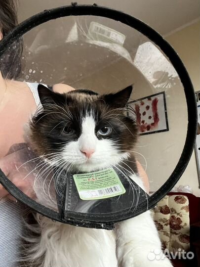 Защитный воротник для кошек 12.5 см б/у