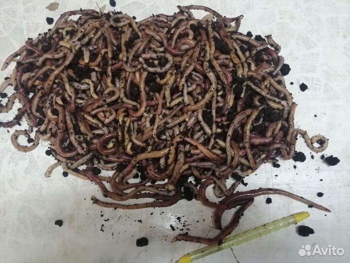 Червь дендробена