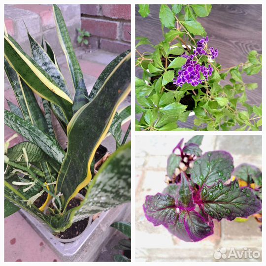 Сансевиерия, гинура, дуранта