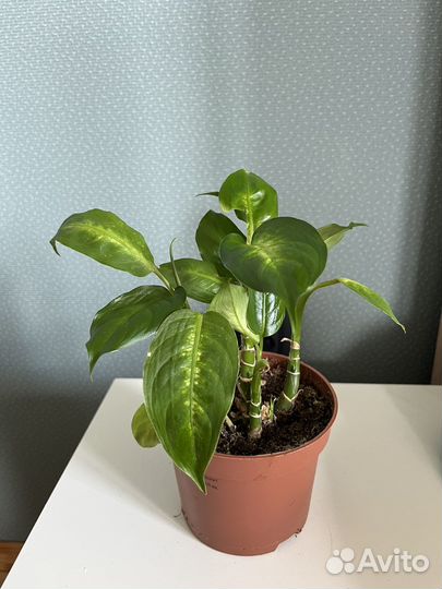 Диффенбахия камилла