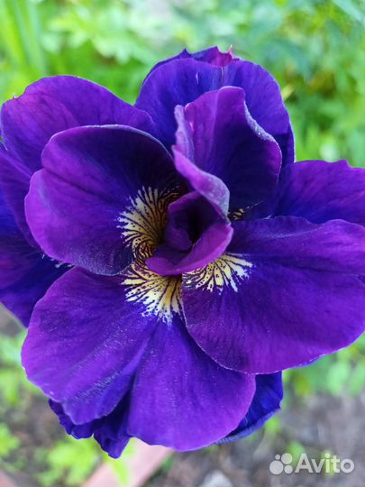 Цветы летнего срока цветения